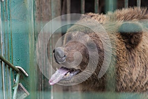 Brown bear in the Nature