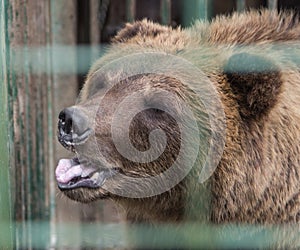 Brown bear in the Nature