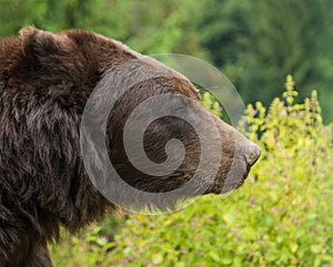 Brown bear in the Nature