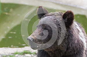 Brown bear in the Nature