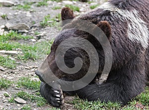 Brown bear in the Nature