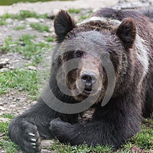 Brown bear in the Nature