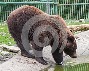 Brown bear in the Nature