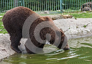 Brown bear in the Nature