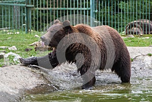 Brown bear in the Nature