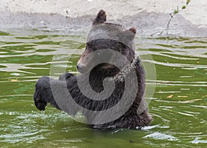 Brown bear in the Nature