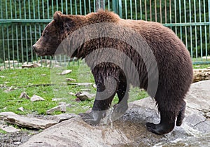 Brown bear in the Nature