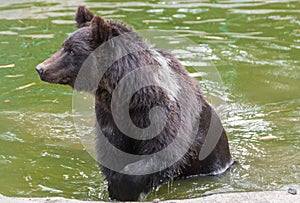 Brown bear in the Nature