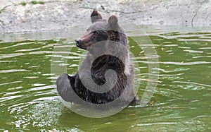 Brown bear in the Nature