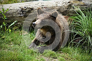 brown bear in the nature