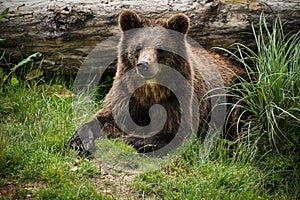 Brown bear in the nature