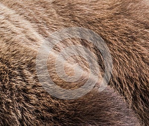 Brown bear in the Nature. brown bear fur close-up