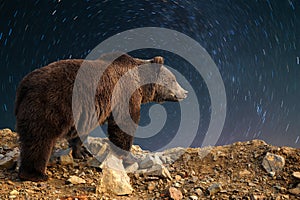 Brown bear and night sky with star