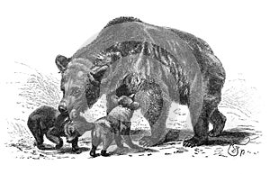 Brown bear in the old book Meyers Lexicon, vol. 2, 1897, Leipzig