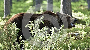 Brown bear with open mouth.