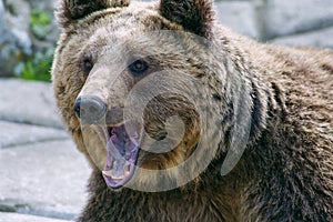 Brown bear with open mouth close up