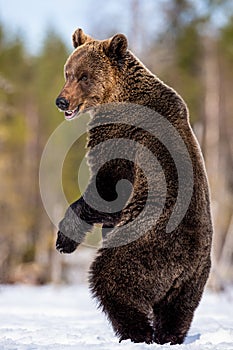 Brown bear with open mouth standing on his hind legs