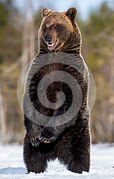 Brown bear with open mouth standing on his hind legs