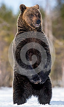 Brown bear with open mouth standing on his hind legs