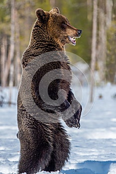 Brown bear with open mouth standing on his hind legs on the snow in winter forest.