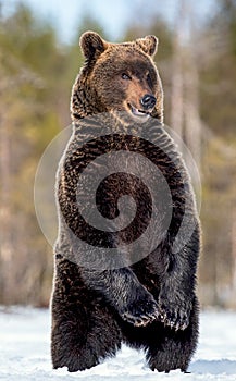 Brown bear with open mouth standing on his hind legs in winter forest