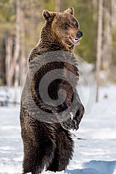 Brown bear with open mouth standing on his hind legs in winter forest.