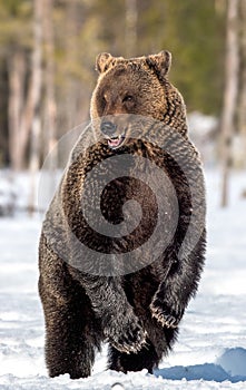 Brown bear with open mouth standing on his hind legs in winter forest.