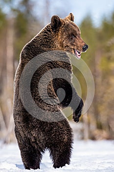Brown bear with open mouth standing on his hind legs in winter forest.