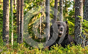 Brown bear with open mouth in the summer pine forest.