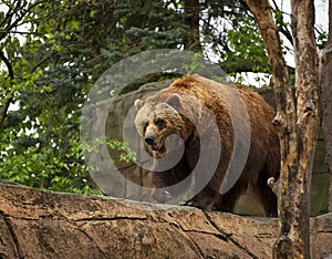 Brown Bear Paces at the Indianapolis Zoo
