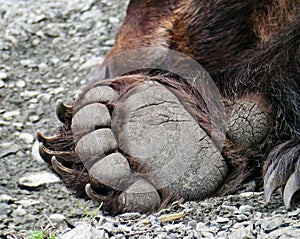 Brown bear photo