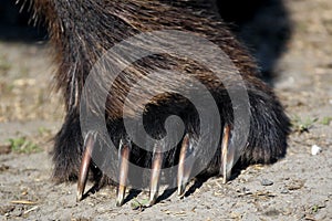 Brown Bear Paw / claws