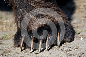 Marrone un orso zampa  artigli 