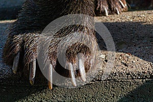 Brown bear paw closeup photo