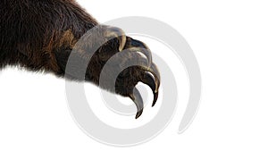 brown bear paw isolated on white background