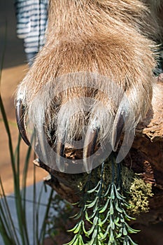 Brown Bear Paw With sharp Claws