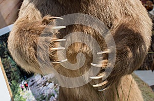 Brown Bear Paw With sharp Claws