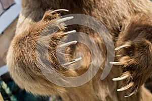 Brown Bear Paw With sharp Claws