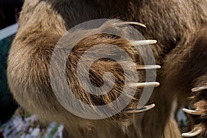 Brown Bear Paw With sharp Claws