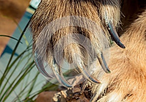 Brown Bear Paw With sharp Claws