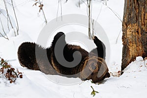 Brown bear playing in snow