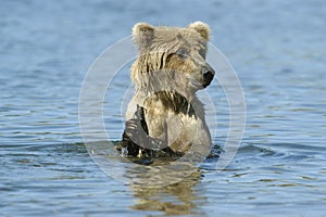 Brown bear playng in Brooks River