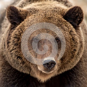 Brown bear portrait