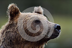 Brown bear portrait. bear closeup
