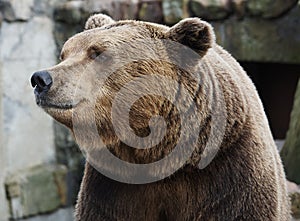 Brown bear portrait