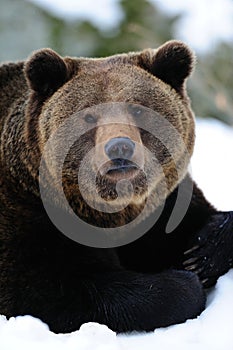 Brown bear portrait in winter