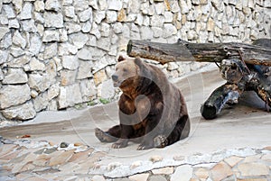 Brown bear. Predatory mammal of family bear, one of the largest land predators. Moscow Zoo.