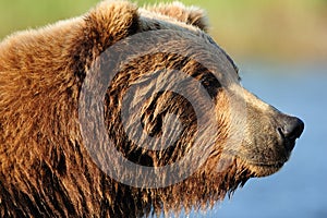 Brown Bear Profile