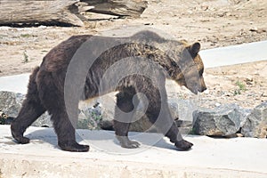 The brown bear in profile walks in the zoo_