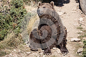 Brown Bear of the Pyrenees photo